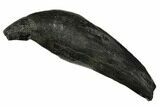 Fossil Sperm Whale (Scaldicetus) Tooth - South Carolina #175998-1
